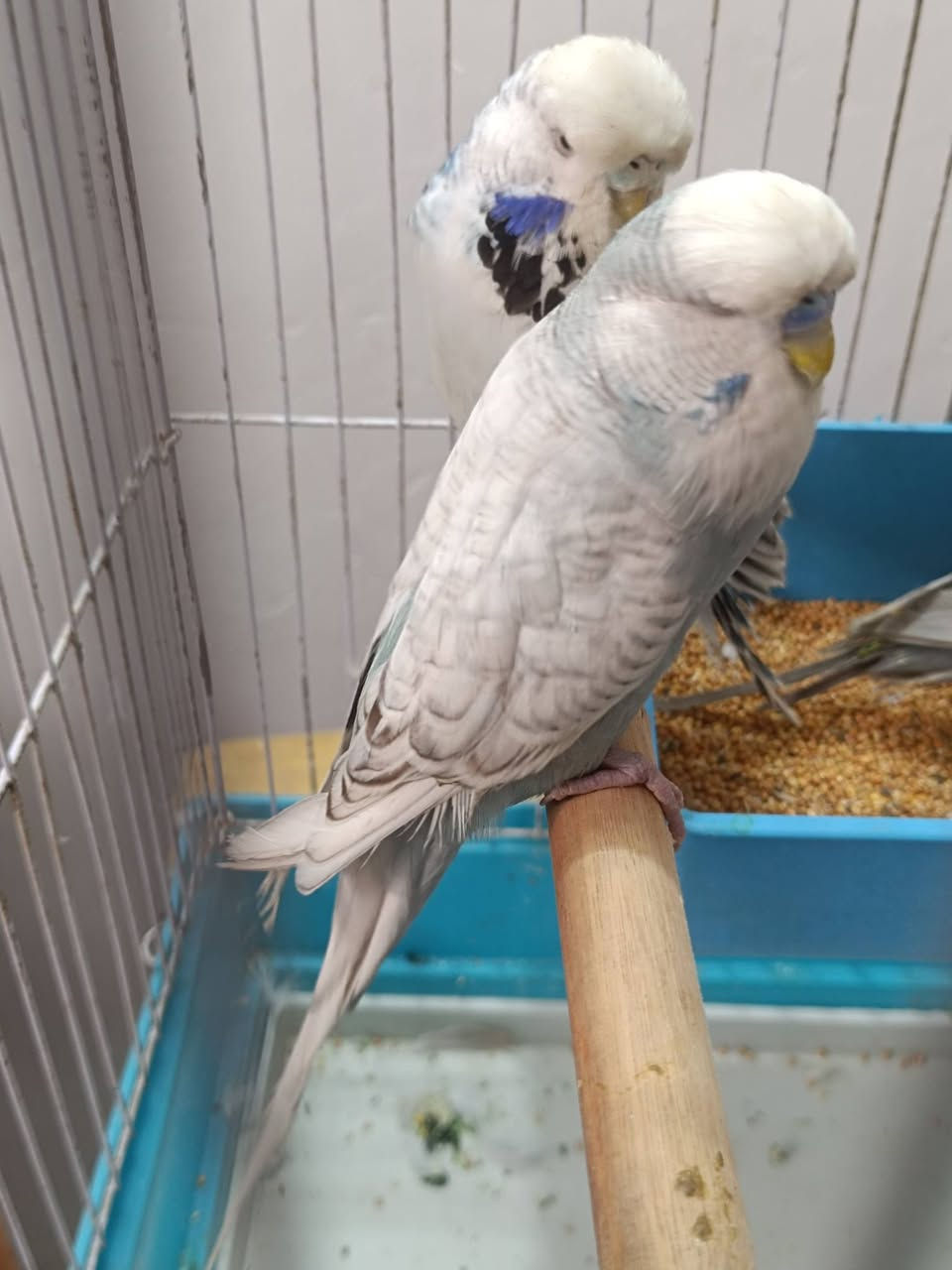 طيور حب نكليزيات للبيع او مراوس  بدجاج


**إذا كنت صاحب هذا الإعلان وتريد حذفه لأي سبب، رجاءا أرسل رسالة إلى الدعم الفني**