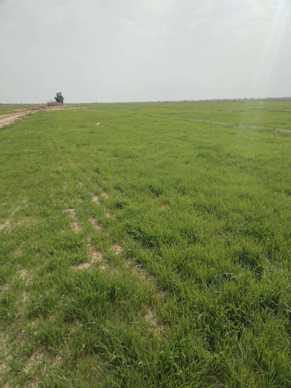 جاير للبيع المساحه 33 دونم المكان اضحيه نهر الرحمه اتصال عل ***********
