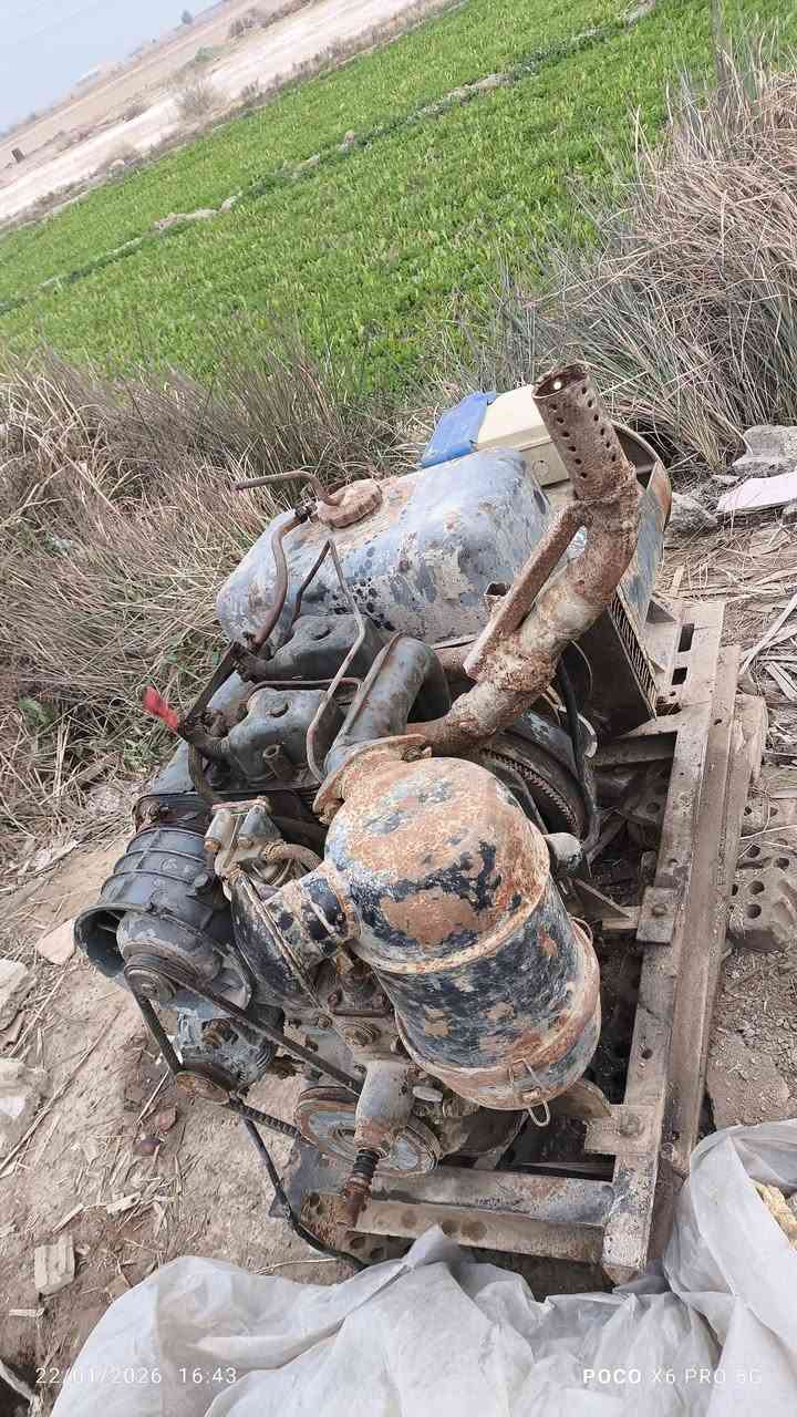 مولد دويز عربي بستمين للبيع ***********
