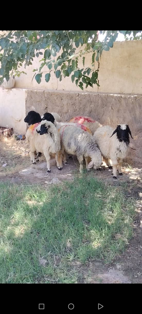 سلام عليكم. اخوان متاح ٦ دجات مالات جنية فاخرات كامل مواصفات الجنية ع كل عيب سعر الزوج ب ٥٠٠ مكان حديثة حقلانية يوجد توصيل حسب الاتفاق للاستفسار الاتصال على الرقم ***********
