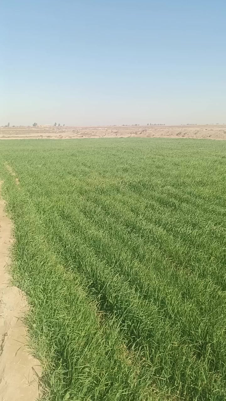 سلام عليكم حنطه البيع دغل ولستفسار ***********
