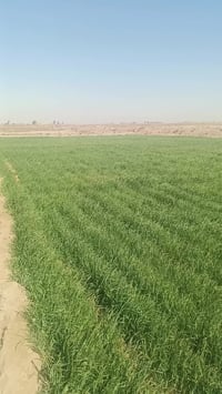 البوسعد • ١٢٥٠٠م • ارض للبيع