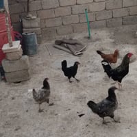 ٧دجاجات • بياضات • ديك
