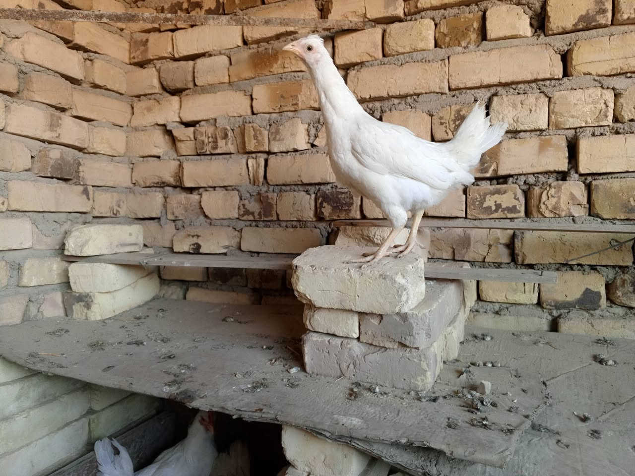 دجاجه وديچ شحم ابيض عرب اصل مكفولات من كلشي شرط والسعر 27 مكاني الفهود العمر 6 اشهر


**إذا كنت صاحب هذا الإعلان وتريد حذفه لأي سبب، رجاءا أرسل رسالة إلى الدعم الفني**