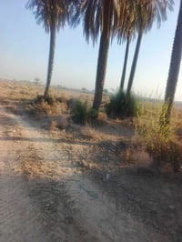 ياالله سلام عليكم دوانم البيع سند ٢٥  الماحديه سددة أم البطوط  دونمين ...