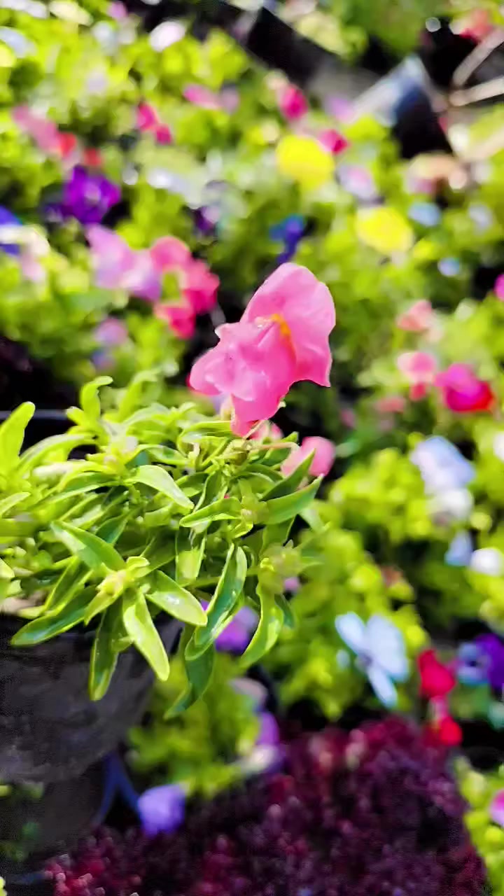 مشتلنا انسب الاسعار سوق الشيوخ البطاط قرب السيد البطاط عالشط


**إذا كنت صاحب هذا الإعلان وتريد حذفه لأي سبب، رجاءا أرسل رسالة إلى الدعم الفني**