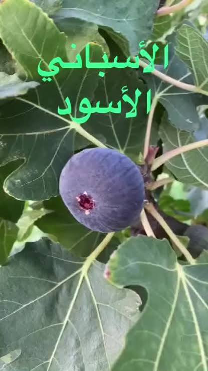 السلام عليكم شباب عرض نهاية الموسم التين الباكستانية كان السعر 15الف 10الف الان صار بسعر 7الف وتين عبيد صار 7الف وتين الاسباني صار 3الف وكل شي في المشتل بي عرض وانسب الأسعار في مشتل ناطق العلواني العنوان بصرة قضاء المدينه منطقة العلوان طريق السدة


**إذا كنت صاحب هذا الإعلان وتريد حذفه لأي سبب، رجاءا أرسل رسالة إلى الدعم الفني**