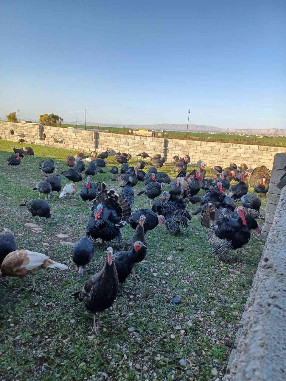متاح فسيفس ١٢ فحل وزن من  ٨ إلى ١٠ كيلو 
صحه جيدة 
للاستفسار ***********
