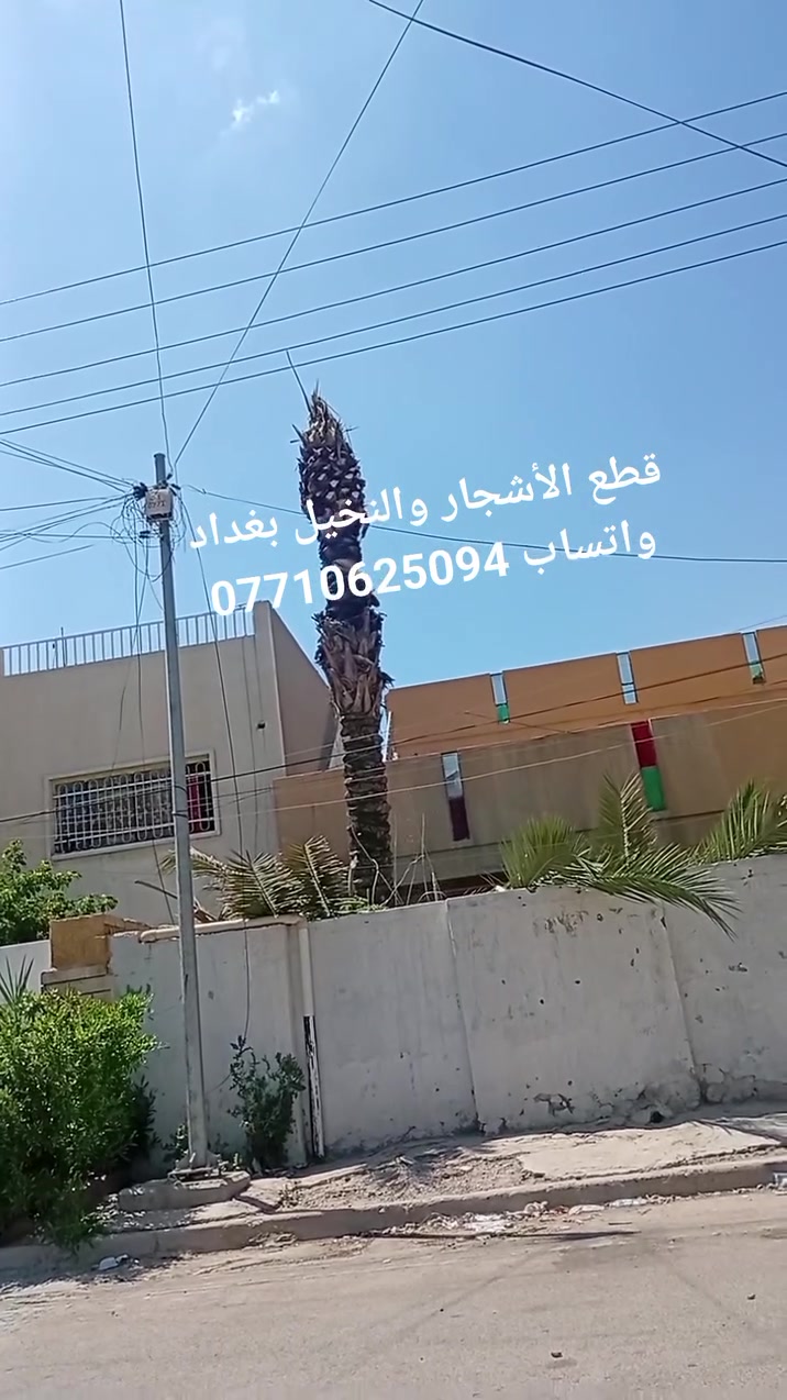 قطع الأشجار والنخيل بغداد واتساب ***********
