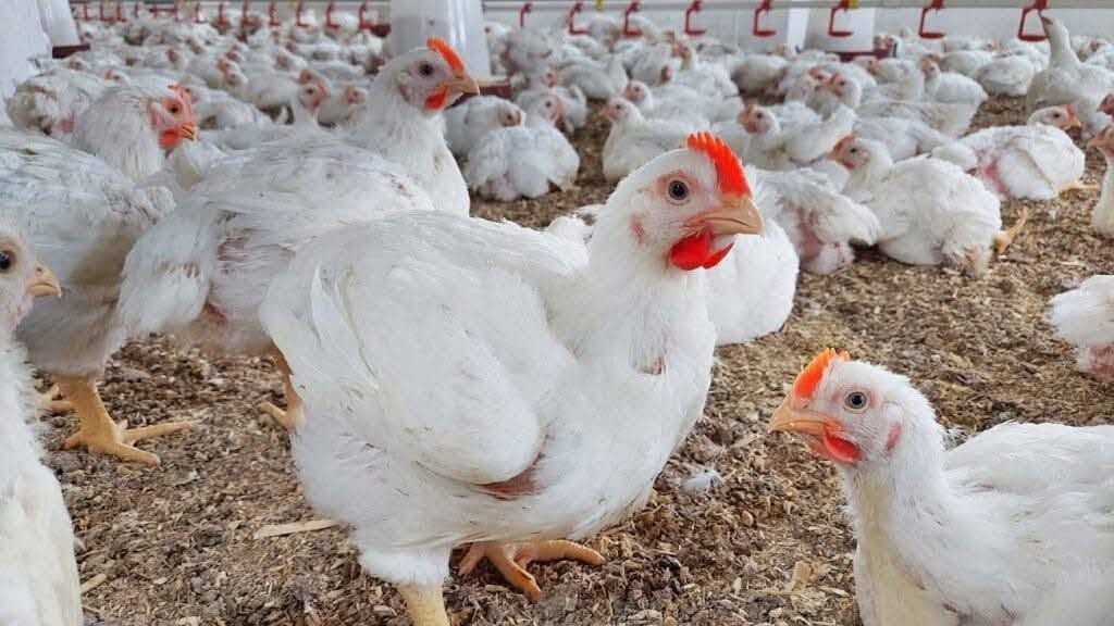 انت عليك تطلب والباقي يمنا
شغلنا كل يوم بيومه
متوفر 
دجاج 🐔
صدر دجاج 
اجنحه دجاج 
افخاذ دجاج
توصيل داخل السماوه 2000
***********
