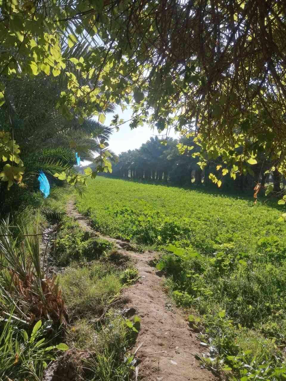 مزرعه للبيع مساحه 6 دونم جاهزه ع اخر حبايه مزروعه نخل شويثي ارقه نوعيه وبريم وكهرباء خطين يطفه واحد يشتخدغل الثاني امبير سحب مي اساله مسيجه ب3 شوارع والجه الرابعه شط البدعه الرئيسي مع بيت غرفتين صالتين مطبخ وصحيات داخليه وصحيات خارجيه وديوانيه 12 متر وحقول حلال ومخزن مزرعه تحفه
رقم ابو مزرعه 
امانه اتكول من طرف المندوبه ياعلي مدد هاي امانه 
***********

 العنوان منطقة ال عواد الرعده قبل شيخ سميع الله يرحمه عل شط عله جهه اليسار شارعنه تبليط منطقت الشط
