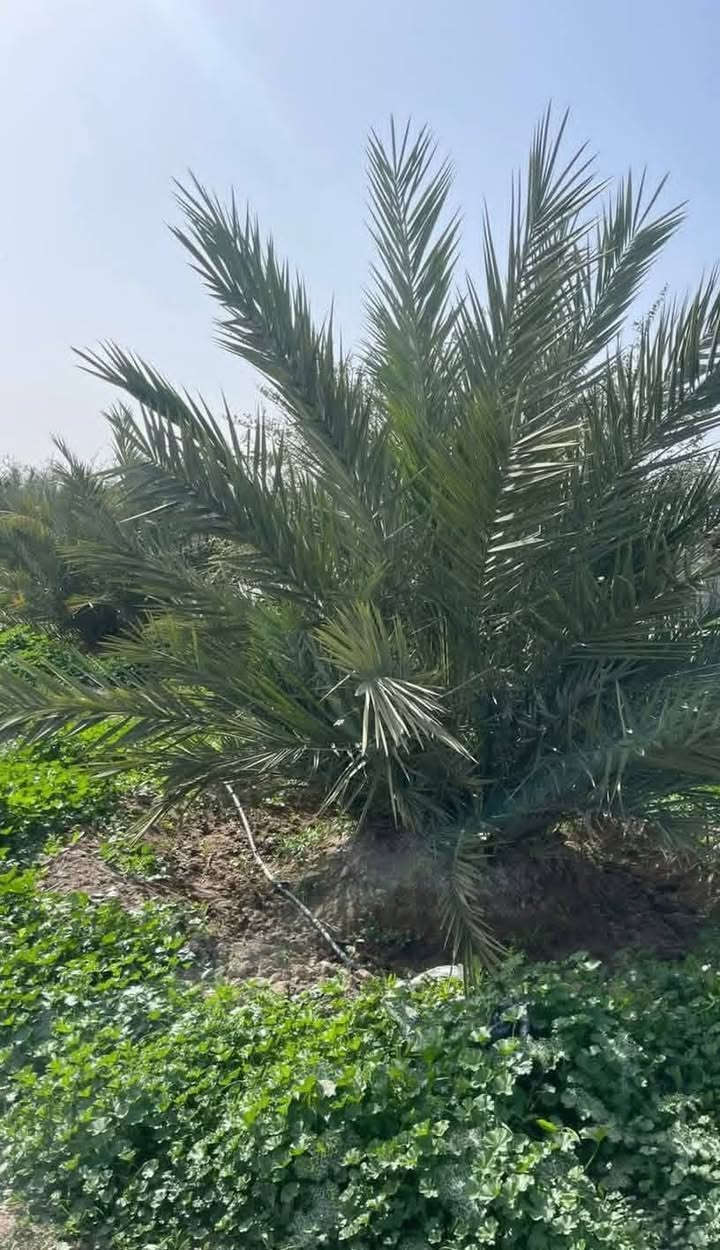 الاخوة الاعزاء يتوفر فاسائل مجهول مغربي درجة  1️⃣ ضمان 💯
🌴 من "مزارع العبيدي".. جودة، ضمان، وسعر تنافسي! 🌴
لكل أصحاب المزارع وعشاق النخيل، متوفرة لدينا وجبة مميزة من فسائل نخيل المجهول (القلع).

• الصنف مجهول نسيجي أصلي 100%.
• نبيعك بالضمان.. الفسائل من أمهات مثمرة .
• تگدر تجي وتشوف مكان القلع من النخله الأم
القلع مستمر والحجز موجود
📍 موقعنا : ديالى - الخالص - طريق جديدة الأغوات
📞 لأي استفسار أو حجز عن طريق الاتصال فقط،  أرقامنا مفتوحة لكم:
مهندس عامر العبيدي ***********
