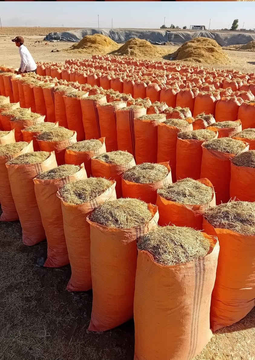 يوجد تبن للبيع درجةالولة شليف أبو 60 طول 83 السعر لزوج 2500 مطروح بالمكان رقم الهاتف *********** //***********
