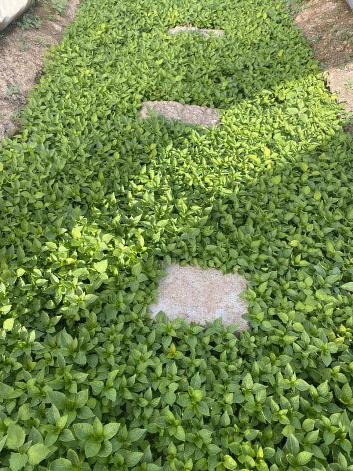 كلار كرده كوزينه ***********
