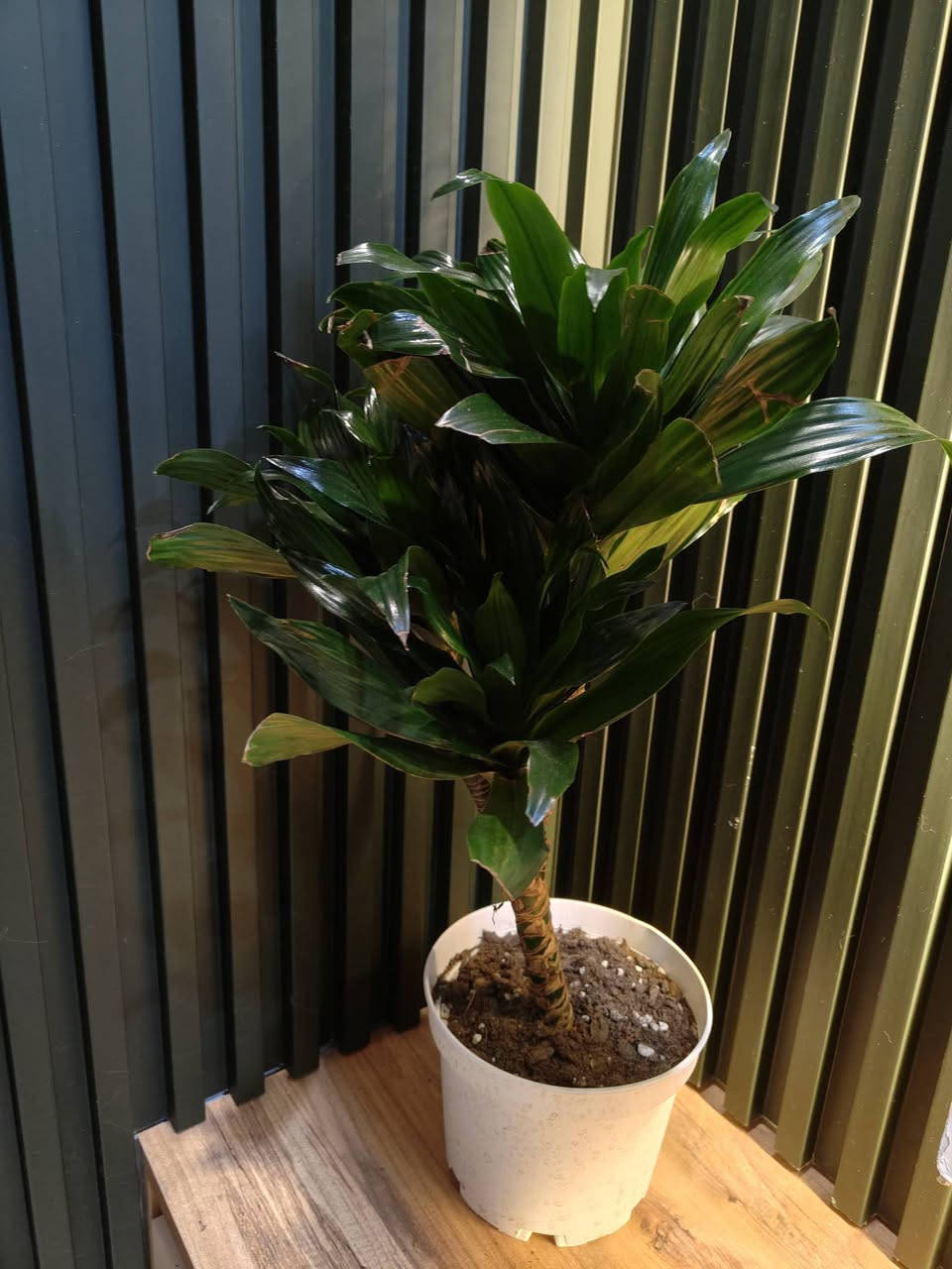 وجبة جديدة من النباتات الهولندية المتوفرة لدينا وباسعار مناسبة ان شاء الله 
كل نبات ومذكور تحته الاسم والسعر
للحجز والطلب مراسلة الصفحة او التواصل على رقم الواتس اب ***********

مكاني موصل حي السكر قرب جامع الرحمة 
يوجد توصيل داخل الموصل ولجميع محافظات العراق 

#برعم_للنباتات
#احلى_هدية
#نباتات_داخلية
#نباتات_ترند
#برعم_موصل
