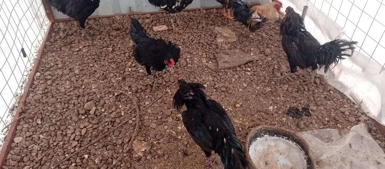 السلام عليكم هسه وصلنه ديوكه عرب سمان رقم واحد بي عتاكي وبي مال السنه كلو سمان
العنوان مفرق قريه العين واصفيه مقابل الطاقه الحراريه 
***********
