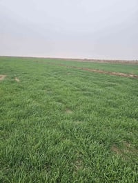 جاير • ٥٢٥دونم • قرب الشوملي