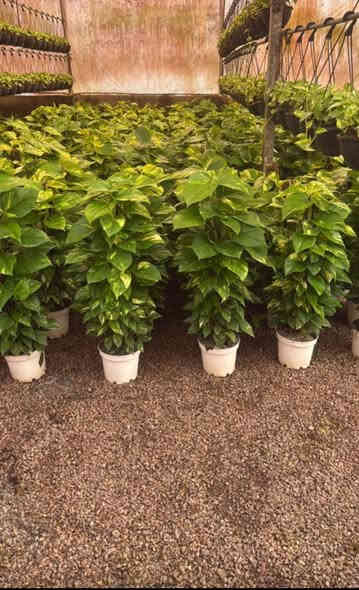 على بركة الله تعالى وصوك جميع النباتات الداخليه و الخارجية من أحسن المناشئ العالميه تركي إيراني هولندي
بأسعار مناسبة
يوجد خدمه توصيل طلبات ***********
مشتل حيدر الزراعي عالم النباتات و زهور
