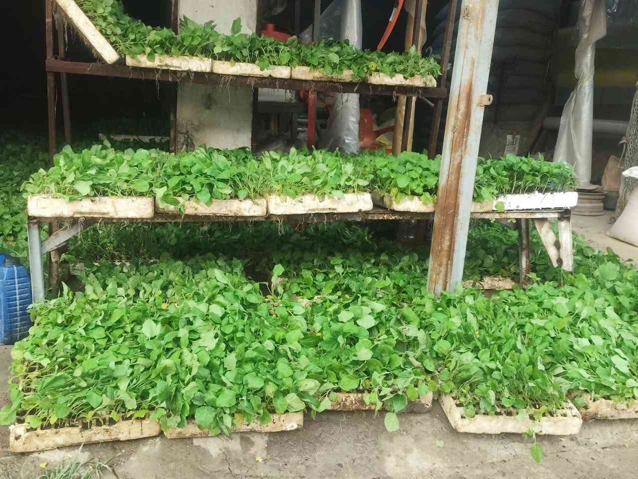 السلام عليكم تم وصول وجبه بيذنجان وطماطه وفلفل حار وفلفل بارد الى علوة ومكتب ابو زيد الخيكاني بسعار تنافسيه جمله مفرد لصحاب المحلات ولفلاحين العنوان بابل الكفل رقم الهاتف ***********
