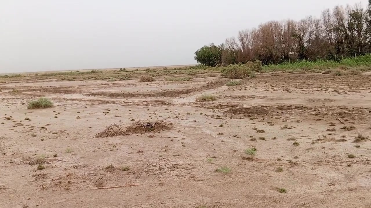السلام عليكم أرض زراعيه للبيع المساحه 10 دونم الموقع ناصريه سوق الشيوخ منطقة ساده الشرامطة مقابيل المدرسة الستفسار مراسلت الصفحه او الاتصال ***********
