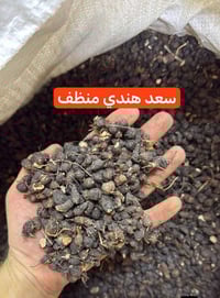 سعد هندي • ورد محمدي • نباتات