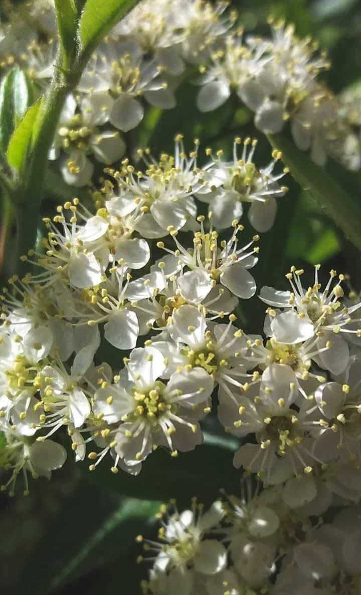 شجرة البيلسان

- وصفه: نبات شجري من فصيلة البيلسانيات، يصل ارتفاع الشجرة من 2 ـ 5 أمتار، ساقها عمودية منتصبة، وأوراقها مسننة شكلها مثل الحربة تنتهي برأس دقيق. ويعرف البيلسان بخزانة الأدوية الطبيعية وهو نبات شجري معمر جميل المنظر له أزهار كثة صفراء اللون أو بيضاء أو وردية تفوح منها رائحة اللوز المر، أما الثمار فكروية صغيرة وسوداء ثلاثية البذور.

- اسماؤه: يعرف النبات بعدة أسماء : بلسان - بلسم مكة - بشام (اليمن)  - خشبها أو عودها، ثمر البلسان أو حب البلسان ، ويسمى المنشم ، بشام (أبو شام ) 

- الموطن الأصلي للنبات: أوروبا، ويزدهر نموه في الغابات والأراضي البور، ويوجد حالياً في معظم البلدان المعتدلة، وغالباً ما يزرع حيث ينبت من الفسائل.

- فوائد الأزهار: أزهار البيلسان تزيد في العرق ومدرة للبول ومضادة للالتهابات. وتستخدم الأزهار ضد الحصبة 

- ماذا قال الطب القديم عن البيلسان؟

- وقال ابن سينا: "البيلسان شجرة مصرية لجلو الغشاوة دهاناً"، أما عوده وحبه فينفعان من الربو وضيق التنفس ووجع الرئة. ينفع حبه من ذات الرئة الباردة، وينفع الهضم، وينقي المعدة، ويقوي الكبد، ويدر البول، وينفع المفصل، ويقاوم السموم".

- وقال ابن البيطار: "البيلسان نافع للأحشاء المريضة، وعرق النسا، والرئة وضيق التنفس، وضيق الهضم، وهو ينقي المعدة ويقوي الكبد". والبيلسان معتدل نافع من سائر الأمراض كالصداع والربو والسعال وضعف المعدة والكبد.

- وماذا قال عنه الطب الحديث؟
لقد أثبتت الأبحاث أن أزهار البيلسان تخفض الالتهابات، ويستخدم البيلسان ضد الزكام والسعال، وتعتبر الأزهار مثالية لعلاج الزكام والانفلونزا. كما أن المغلي له تأثير مرخ للجسم، ومخفض للحمى، كما أن الأزهار تقوي البطانات المخاطية للأنف، والحلق فتزيد مقاومتها للعدوى البكتيرية. وتوصف الأزهار للنزلة ولعدوى الأذن.

كما يستعمل البيلسان لعلاج حالات عسر البول حيث تستخدم الأوراق أو القشور كمشروب مدر للبول، ومطهر للأمعاء، كما يساعد على إفراز العرق.

والبيلسان يستعمل خارجياً لعلاج القروح الجلدية والتهابات البشرة حيث تستخدم الأزهار المجففة لعمل محلول يستعمل على هيئة غسول. كما تستخدم المادة الراتنجية (الصمغية) المستخرجة من سيقان النبات كمادة مطهرة للجروح. أما زيت البيلسان فيستخدم كدهان للتدليك الموضعي على الأماكن الملتهبة.

أما الثمار فتستخدم على هيئة منقوع لعلاج الرشوهات ولتخفيف الوزن وبعض الاضطرابات العصبية مثل الأرق، والصداع النصفي (الشقيقة). كما يستعمل عصير الثمار للروماتزم

* شجرة البشام إذا جرح غصنها فإنه يظهر منه مادة لزجة تنقط ببطئ شديد، وهى مادة ذات رائحة عطرة ونافذة وتجمع بقوارير صغيرة وتباع عند العطارين ولها فوائد كثيرة منها:

1- ثمر الشجرة يسمى حب البيلسان يقوي المعدة ويهضم.
2- دهن البيلسان نافع في الأمراض الباردة دهناً، والمراد بالباردة مثل الروماتيزم، الفالج، اللقوة وغيرها.
3- حبه ينفع من ضيق النفس وذلك بغليه وشربه ، وكذلك يدر البول والحيض.
4- دهن البيلسان يفتت الحصى شرباً مع شراب الشعير أو مع البقدونس.
5- دهنه مع الحليب مقوي للباه.
6- أغصانه تغلى وتشرب مثل الشاي محلاة هاضمة ومقوية للمعدة.
7- قشرة الشجرة الخارجية يؤخذ منها من 1-2 جرام مع 5 جم من ورق الجوافة ويغلى ويشرب، نافع جداً من الربو وضيق النفس.
8- البيلسان أو البشام من أهم مكونات جوارش جالينوس وهو مركب مشهور في الطب اليوناني ويستخدم لتقوية المعدة والهضم متوفر شتلاتها  الان  ............
..........
متوفر الان شتلاتها  السعر ١٠ بداية تزهير 
العنوان  : بغداد الداوودي شارع هيل وزعفران خلف ثانوية الفضيلة 
واتساب ***********    يوجد توصيل بغداد فقط
