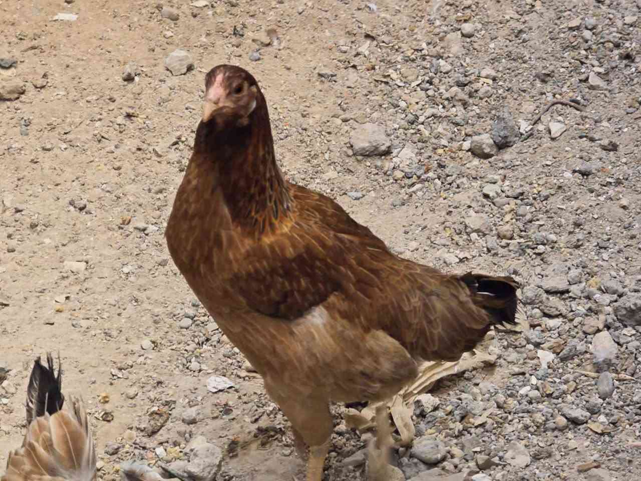السلام عليكم دجاجات ثنين و 13 كتكوت للبيع شلع
مكاني كربلاء كربلاء, العراق


**إذا كنت صاحب هذا الإعلان وتريد حذفه لأي سبب، رجاءا أرسل رسالة إلى الدعم الفني**
