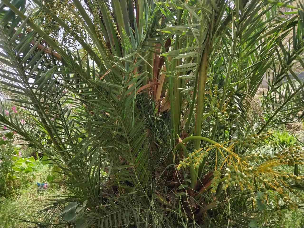 متوفر فسائف خضراوي مندلي واصناف أخرى في سبيل (ثواب) واعداد مفتوحة...


**إذا كنت صاحب هذا الإعلان وتريد حذفه لأي سبب، رجاءا أرسل رسالة إلى الدعم الفني**