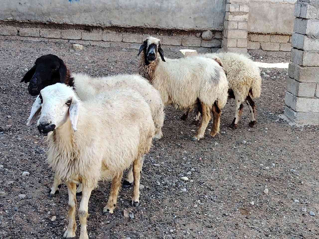 سلام عليكم
يوجد نعاج عشر وبيه محنيه ملات جنيه  حلوه سنه درجه اوله شرط النصاحه المكان بيجي حي العصري الشراي يخابرني عله رقم ***********
