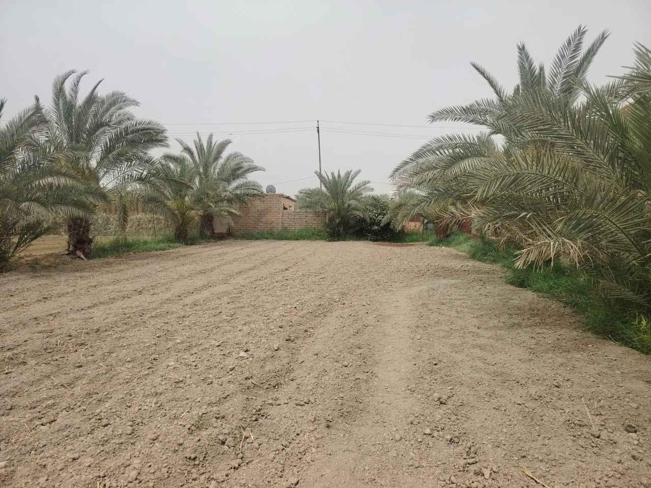 بستان زراعي كافه الخدمات مع بيت المساحه ٢٠٠م متكامل زراعي المساحه الكليه دونمين للستفسار أكثر ***********  ناحيه أور السديناويه
