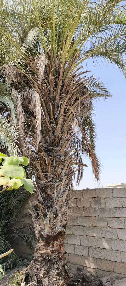 السلام عليكم  اخوان يوجد تكريب نخل وترهيم حديق وتقليم وبنسب السعر اكو
علمتر وكو قطعي الستفسار اكثر اتصل عل هاذ ارقم ***********
