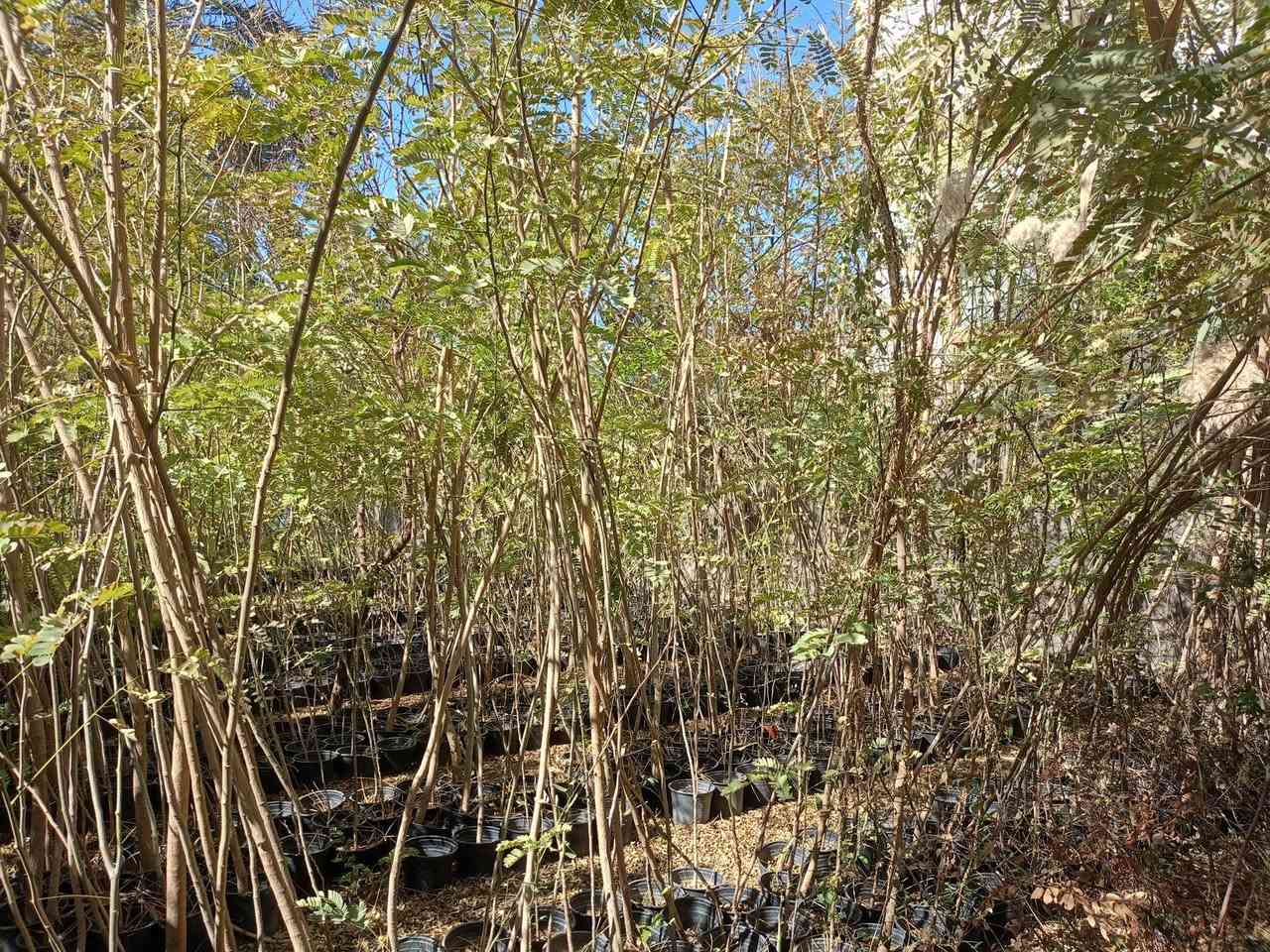 مشتل كرار الزراعي الأسعار جمله فقط
البيزيا البخ 
حجم سندان 19 ارتفاع شتله مترين ع 5متر بيع شلع سعر 5٫500

تحياتي الكم احبتي متابعين 
العنوان بغداد الكريعات يم وقف سني 
واتساب ***********
