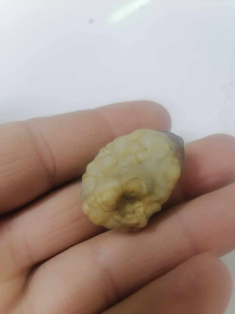 الزوعه المعطفه العجيبه سعره بس 25الي يريده يجي واتساب  ***********
