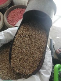 شعير صيفي • جملة ومفرد • مقابل اقمشه رزان