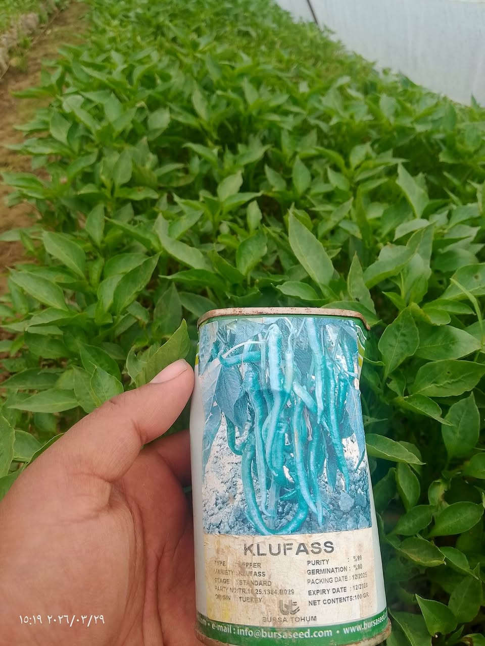 بسم الله الرحمن الرحيم شتل للبيع بيذنجان رافدين مقلف +فليفله مدعبله شعاع+فليفله بورصه جرن الغزال +فليفله حاره +طماطه جيسي حاسبه الصلي+باميه درجه اوله )(المكان ناحية النمرود قرية العباس التواصل )(***********)
