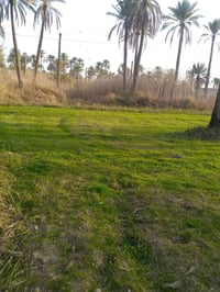 دونم • قريه ابو عصافير • ماء وكهرباء