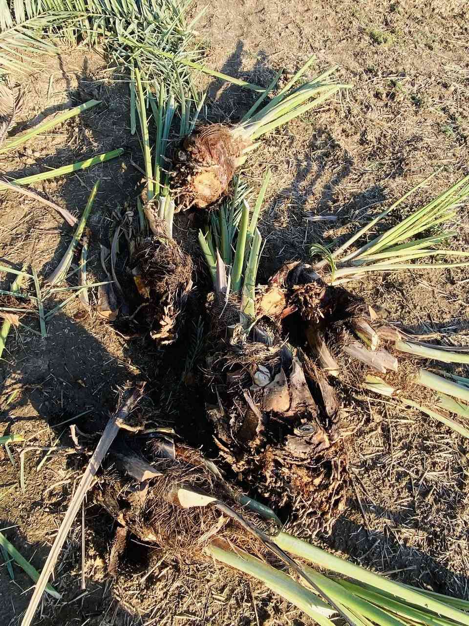 فسائل شويثي اصفر درجه اولى خشنات سعر الفسيله٧ مشلوعات اليوم
تريد مشلوع تريد تجي وتشلع

للإستفسار الاتصال***********
