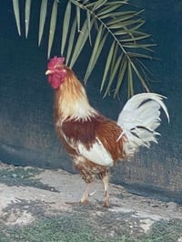 ديوك • ٣ ديوك • للبيع