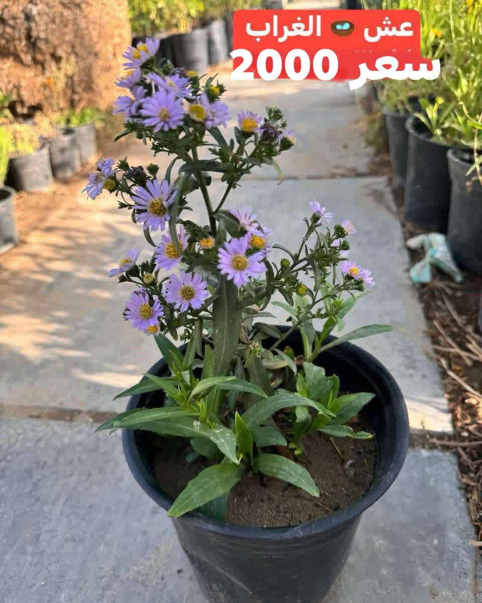 نباتات شمسي مقاومات
الأسعار مذكورة داخل صور
الحجز والاستفسار مراسلة ع الخاص 🌾🌾 
توصيل فقط 
سبع البور توصيل 1000

بائعة الورد 🌺🥰🥰


**إذا كنت صاحب هذا الإعلان وتريد حذفه لأي سبب، رجاءا أرسل رسالة إلى الدعم الفني**