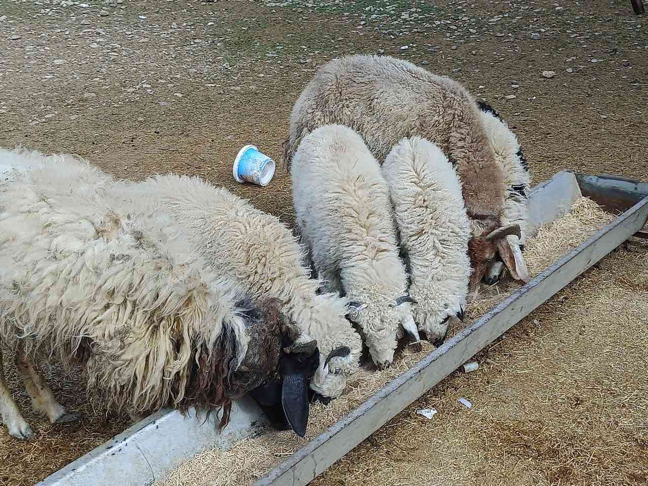 يوجد مطافيل ثنين امهات توام وراهن طليان 4 فول لفول فاخره مال جينه شرط نصاحه مكفولات سعر 650 الف لمطفل لواحد المكان بيجي حي العصري رقم الهاتف،  ***********
***********
