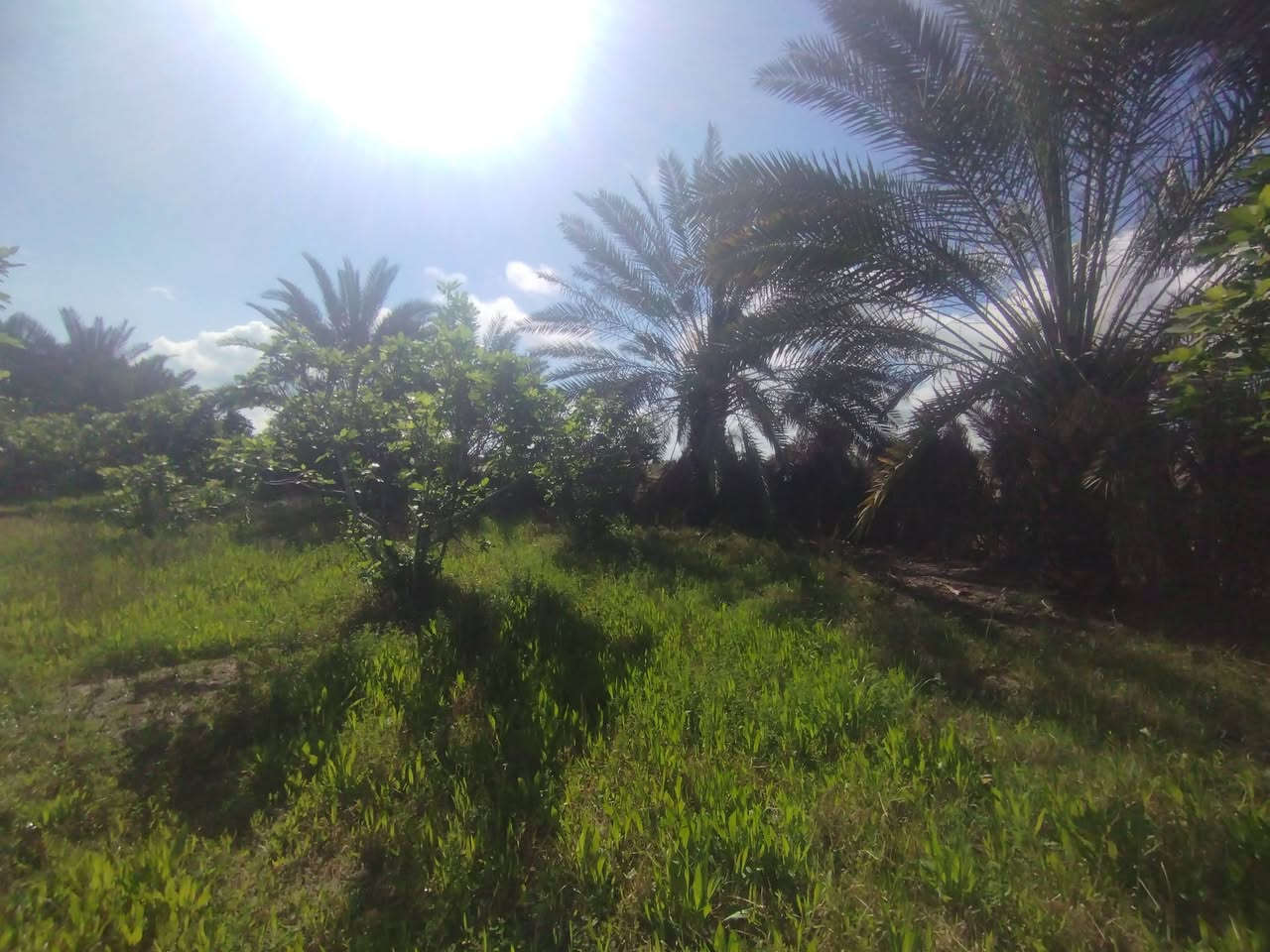 #بسم_الله/ أرض للبيع محافظة النجف/ ناحية العباسيه (دونم ونص) وجهيا 45نزل 100 تصلح لكل أنواع الاستثمار  ومنها الزراعه لخصوبة تربتها وموقها المميز/ التفاصيل تقع هذه الارض على الشارع العام طريق الزوار جاي من جسر الحديد ( الأعمى') مو عشط الجها ثانيه فقط ماي رسمي من شط  عن ناحية  العباسيه حوالي(١)كم  فيها أكثر من(٥٠) نخله من أفظل الانواع وكذالك أنواع من الاشجار المثمره مثل التين اكثر من(١٠٠)شجرا تين السعرالاتصال(***********) واتساب اوالخاص؟#مع_تحيات_خادمكم
