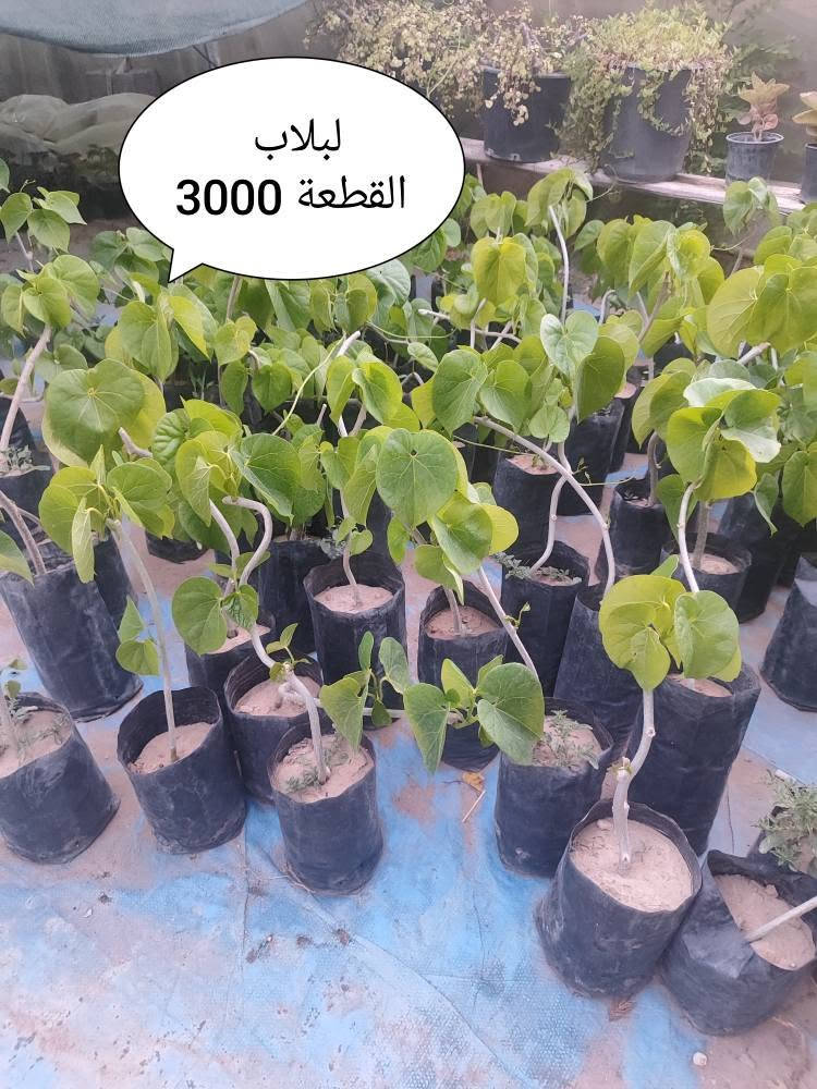 3 قطع بخمسة آلاف 
يتوفر خدمة توصيل لكل مناطق اربيل 3 الاف دينار فقط 🛺 أربيل, العراق


**إذا كنت صاحب هذا الإعلان وتريد حذفه لأي سبب، رجاءا أرسل رسالة إلى الدعم الفني**