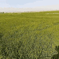 يوجد عدنه زرع للبيع ١٧ مشاره حش و١٠رتع في الهلال منطقة الشوجة 07844849...