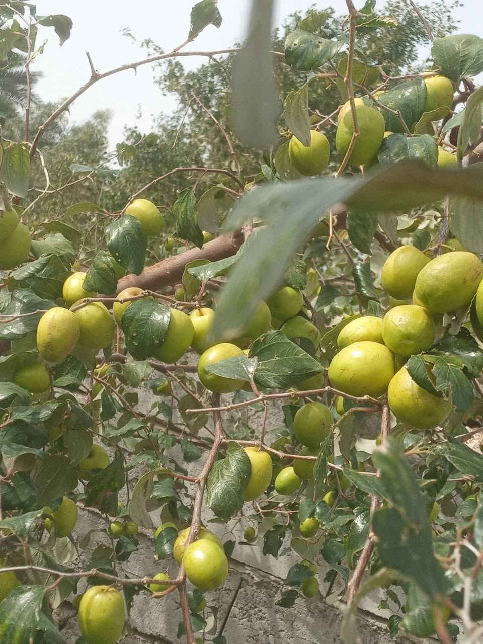 شباب اي واحد عده نبك يريد يطعمه بخدمته تفاحي وزيتوني'موجود لريد يراسلني


**إذا كنت صاحب هذا الإعلان وتريد حذفه لأي سبب، رجاءا أرسل رسالة إلى الدعم الفني**