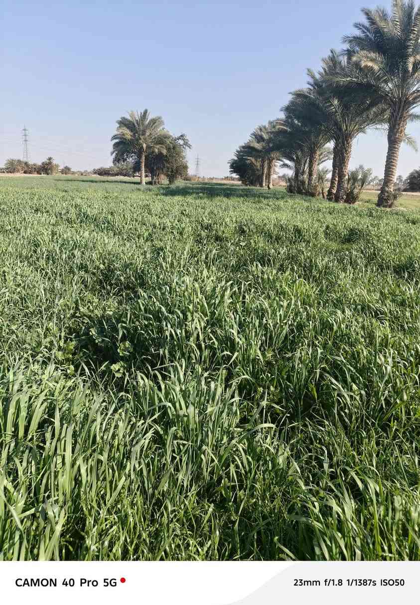 ارض للبيع ٢٤ دونم  طابو صرف بيها بيت ونهر مي متوفر  وطريق وكرهباء  رسمي على طريق حمزه شوملي ٨٠٠ متر عن شارع الشراي يتصل ***********
