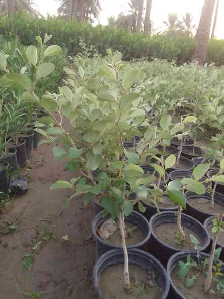 سدر مطعم تفاحي
سندانه 22 الارتفاع من شبر الئ 80سم
عنوان جزيره بغداد السياحيه مقابل البرج 
السعر 3000
جمله فقط 
***********
***********
