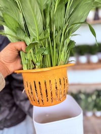 تم وصول نبات ضليه ماىيه  اسم النباة شراع حجم كبير  🟢يوجد مفرد وجملة  ✅...