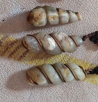 لوي نباعي • اصلي