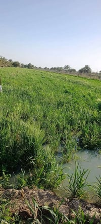 زرع • ٨ دونم • الديوانية