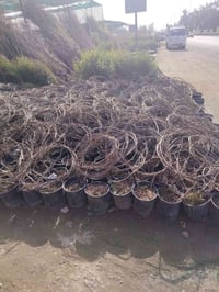 خوان يوجد كوادر تشجير وتنظيف حدائق كل مساحات بأسعار مناسبه هاذه رقمي م...